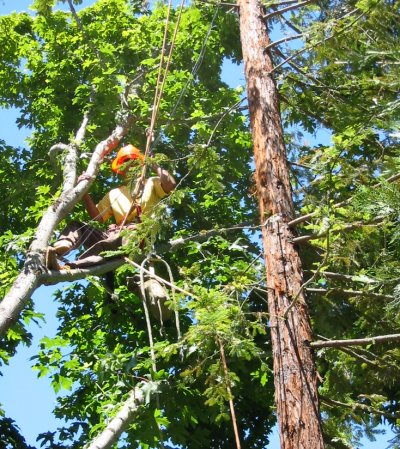 Tree Work